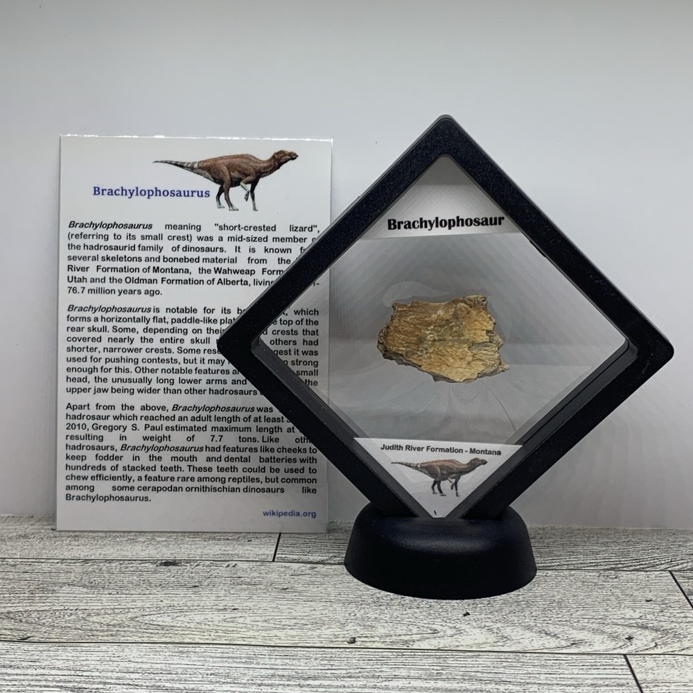 Brachylophosaur Extinct Hadrosaur Dinosaur Bone Fossil in Display Case