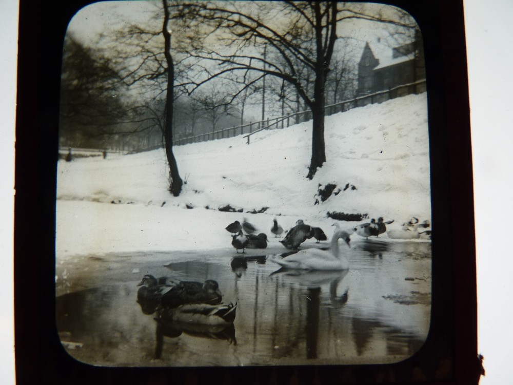 Magic Lantern Slide Ducks & Swan Snow Pond Antique