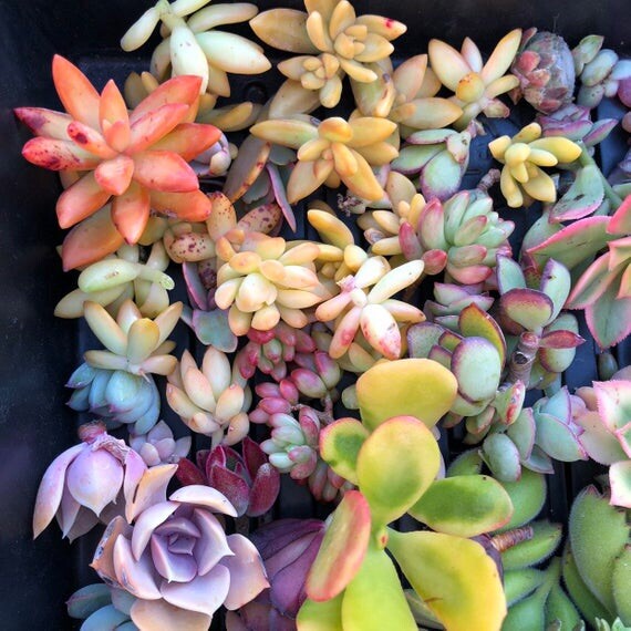 100 Cutting Mix Colorful Succulents 2-8”