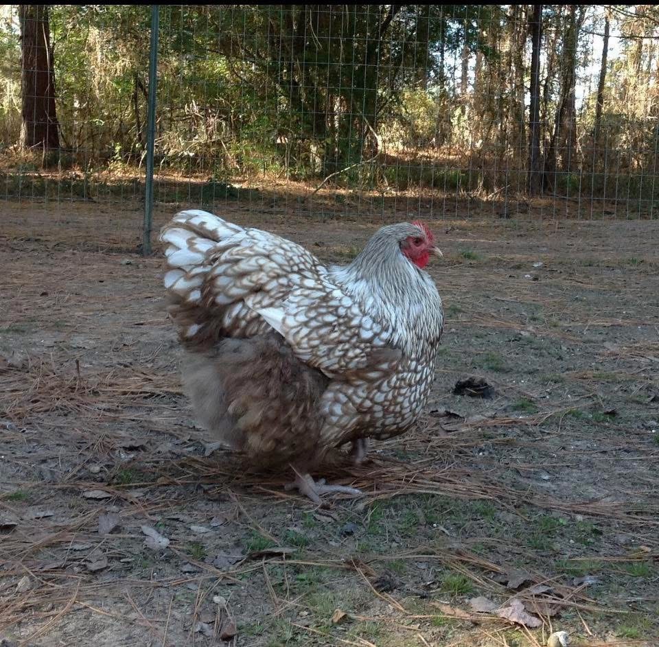 6++ Chocolate and Silver Laced Chocolate Orpington Hatching Eggs