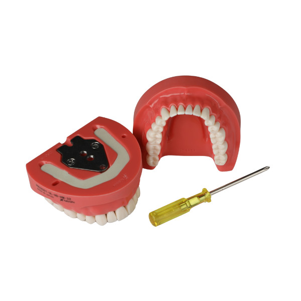 Jaw Model (Upper and Lower) - Screw Type - Hard Gingiva - NISSIN