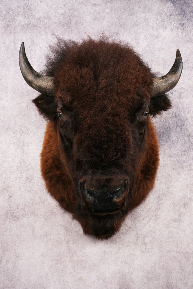 Bison Shoulder Mount SKU 3262
