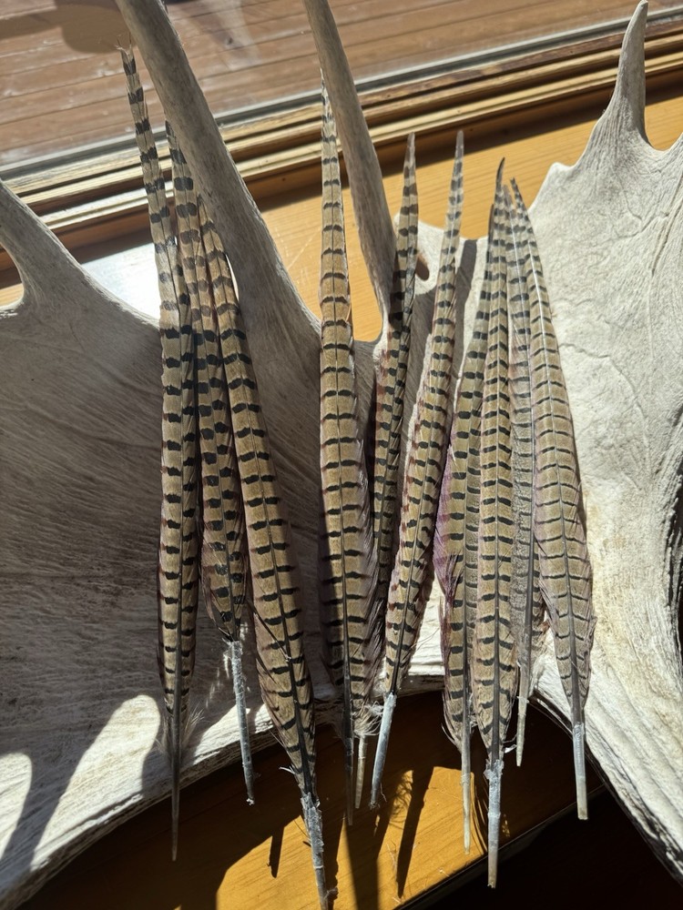 20-22” Pheasant Tail Feathers Set Of 10