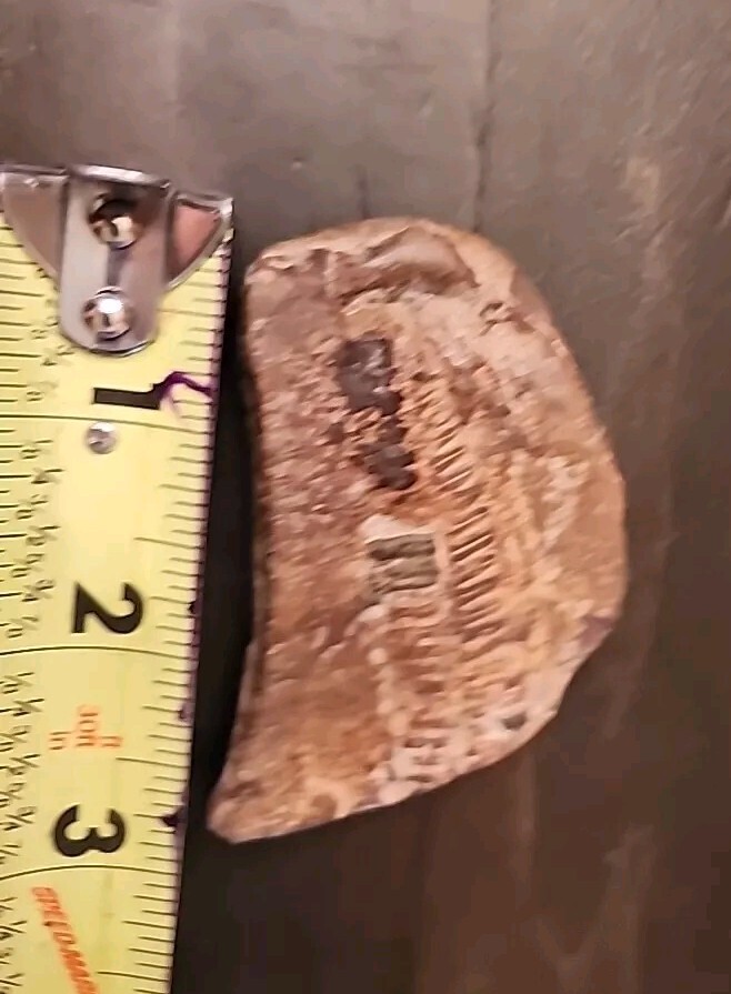 3" Natural Fossil