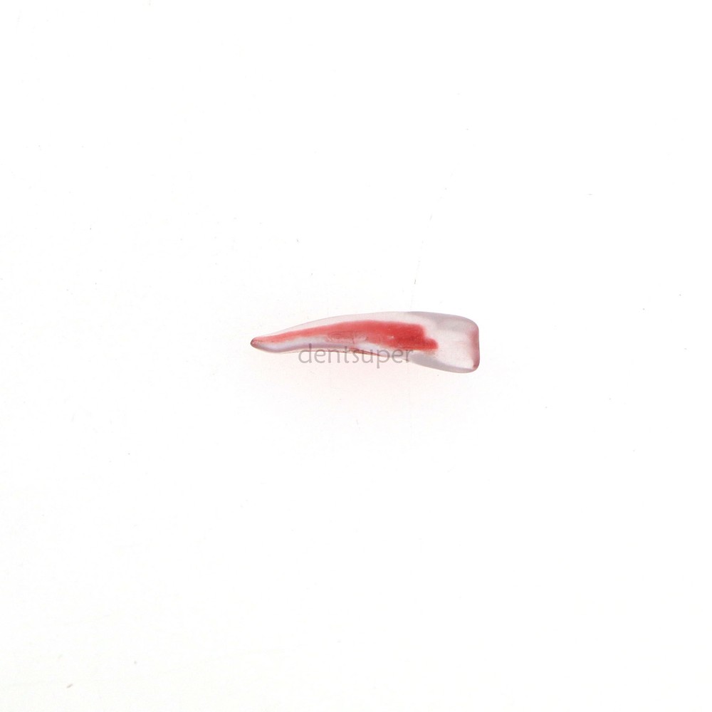 Dental Resin Study Endo Root Canal Teeth Model Practice Block RCT Pulp Cavity