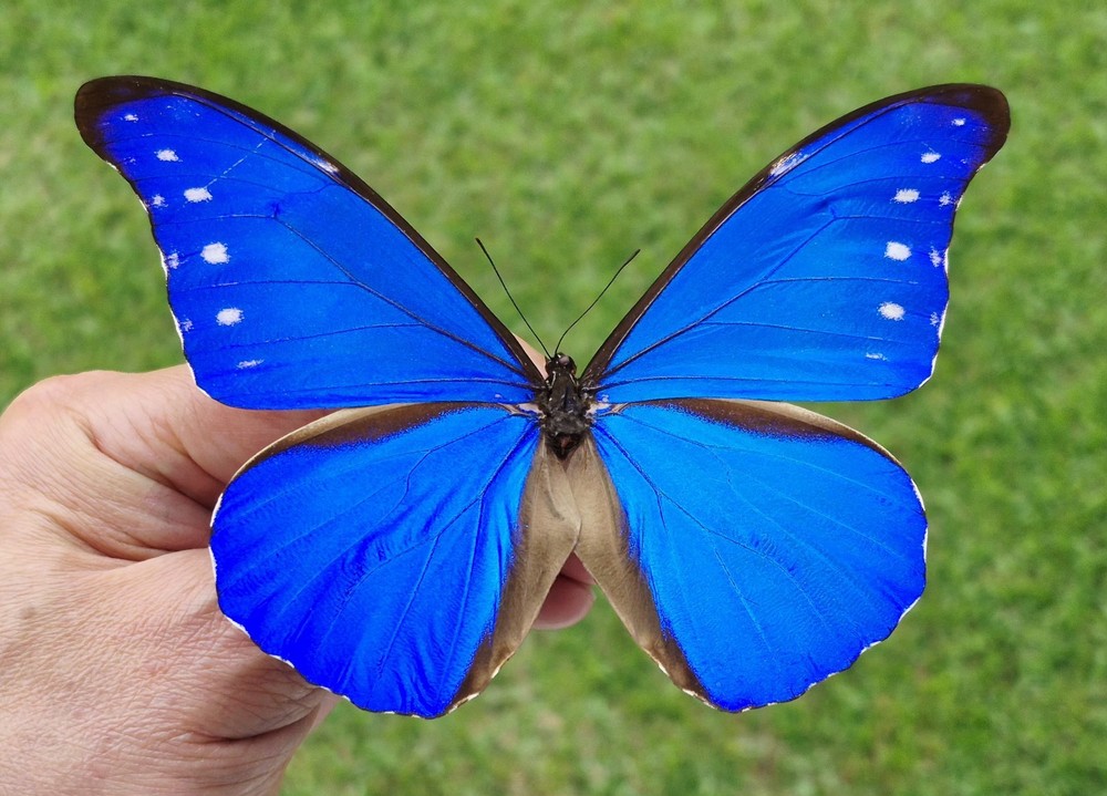 MORPHO RHETENOR CACICA FROM PERU MOUNTED RIKER FRAMED