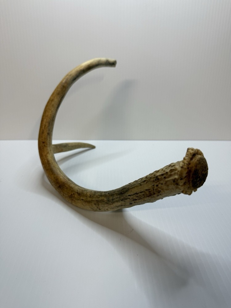 2 Animal Antlers Unknown Animal