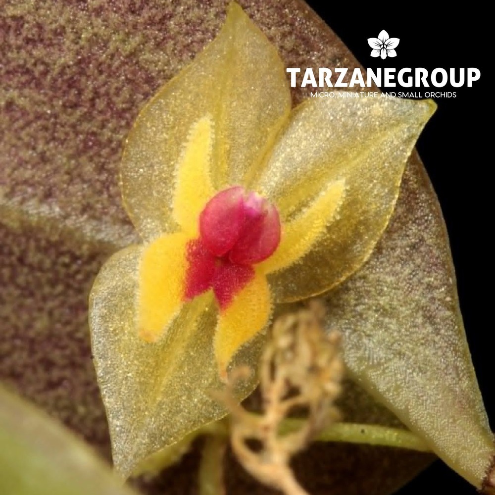 LEPANTHES CELOX SMALL ORCHID MOUNTED