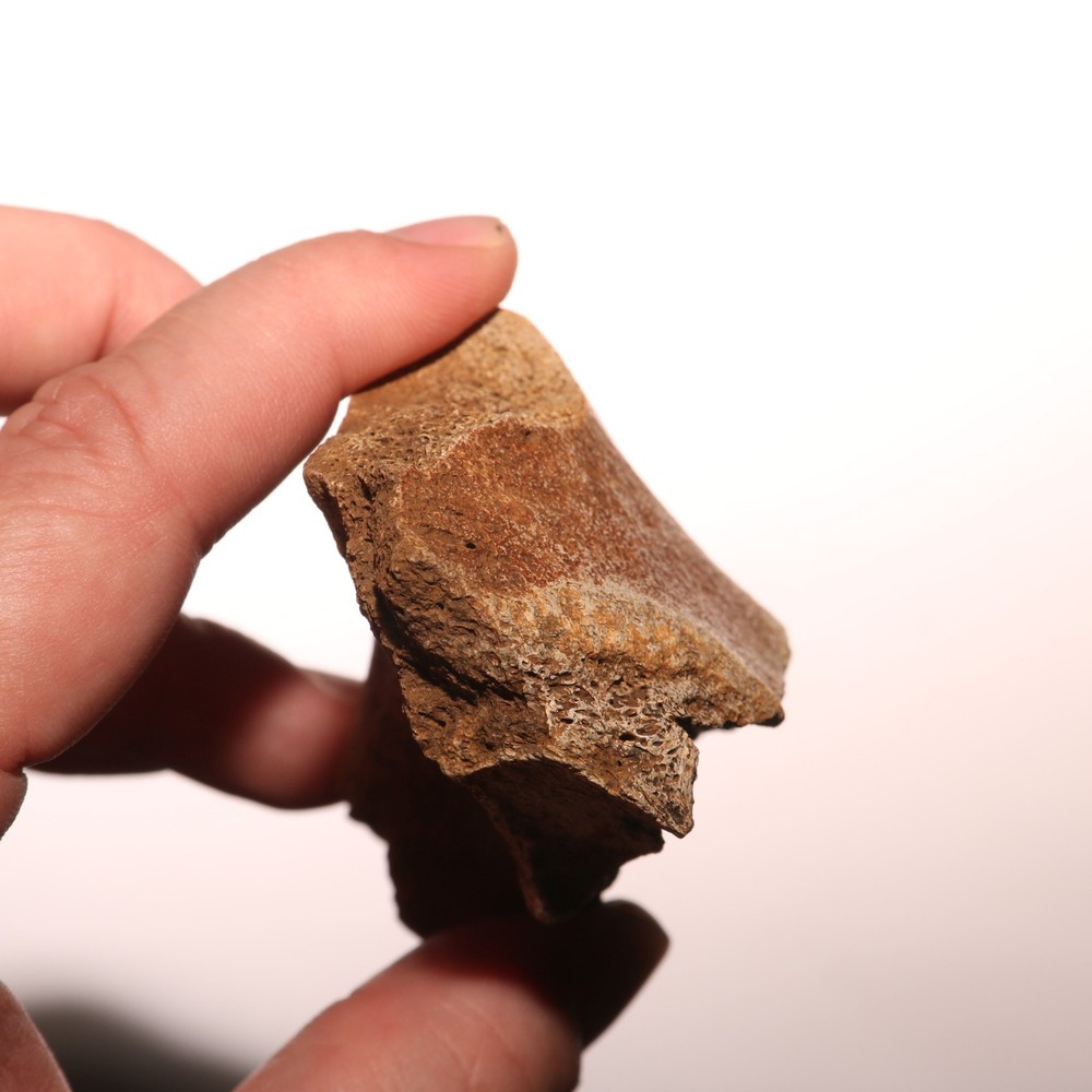 Dinosaur Jaw Section - Authentic Dino Fossil - Hell Creek Formation CRETACEOUS
