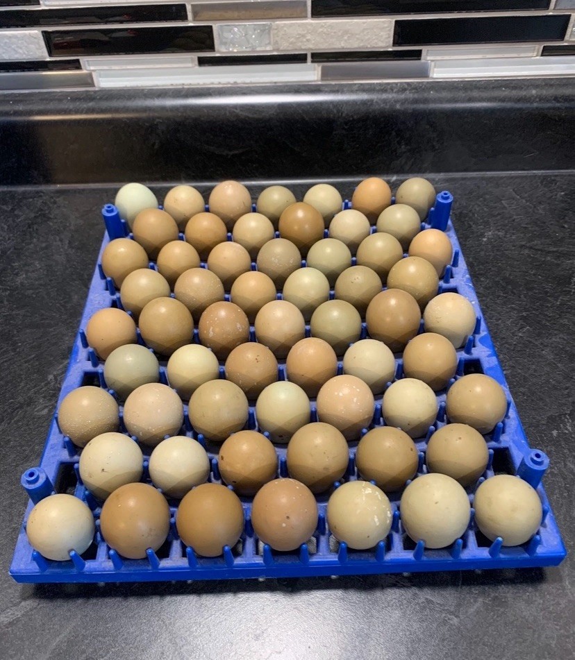 100+ mix of pheasant and chukar eggs