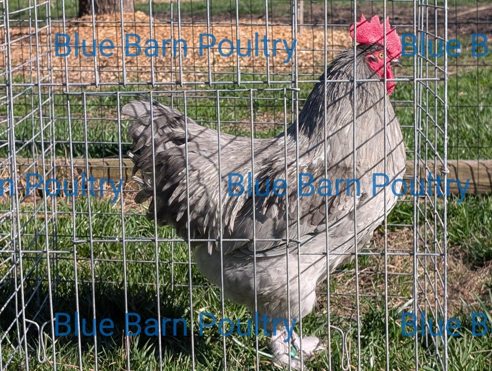 6 Lavender and Split to Solid Black Marans  Chicken Hatching Eggs Purebred NPIP