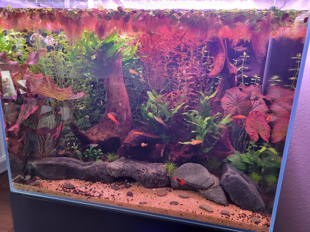 Red Root Floater (Phyllanthus Fluitans) - 5 Pack