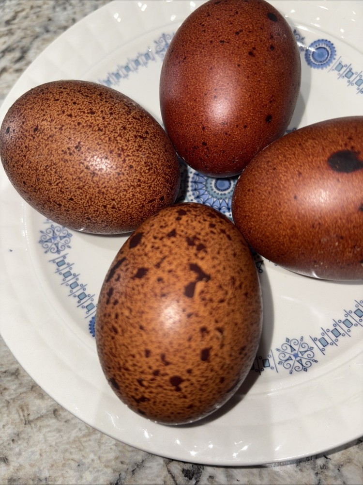 Npip cert. Four (4) Speckled Brown Mixed Breed Hatching Eggs