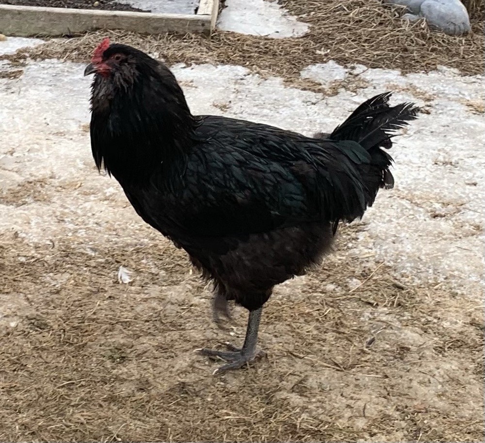 8+ Easter Egger Ameraucana Chicken Fertilized Eggs- Pink, Blue & Green Eggs!