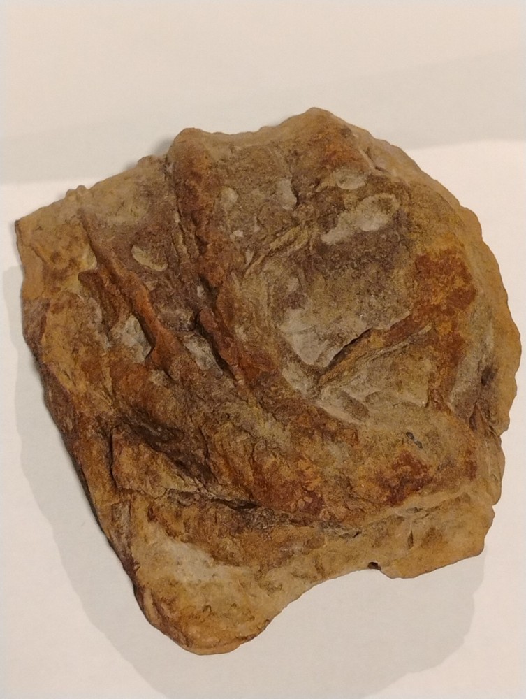 Prehistoric Fossil Specimen 100% Authentic
