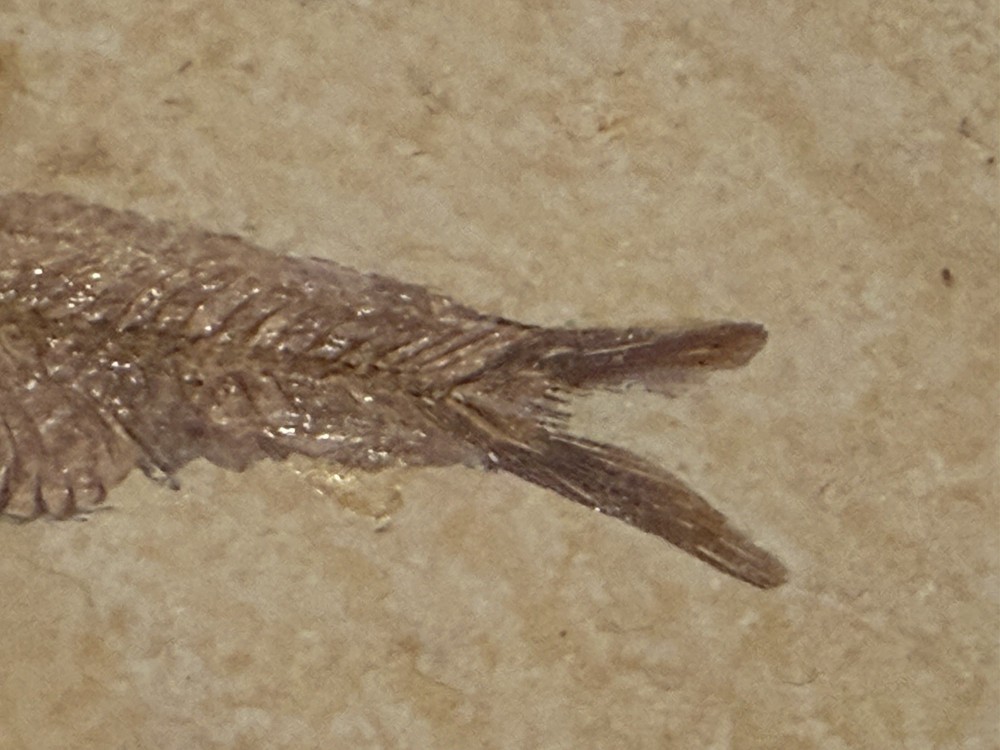 Fossil Fish