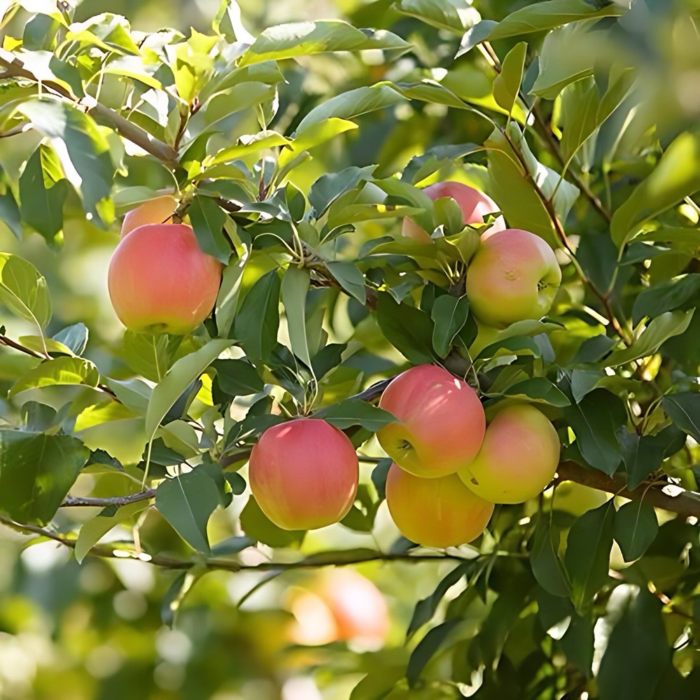 one live FUjI apple tree 2 ft tall now semi dwarf grafted tree