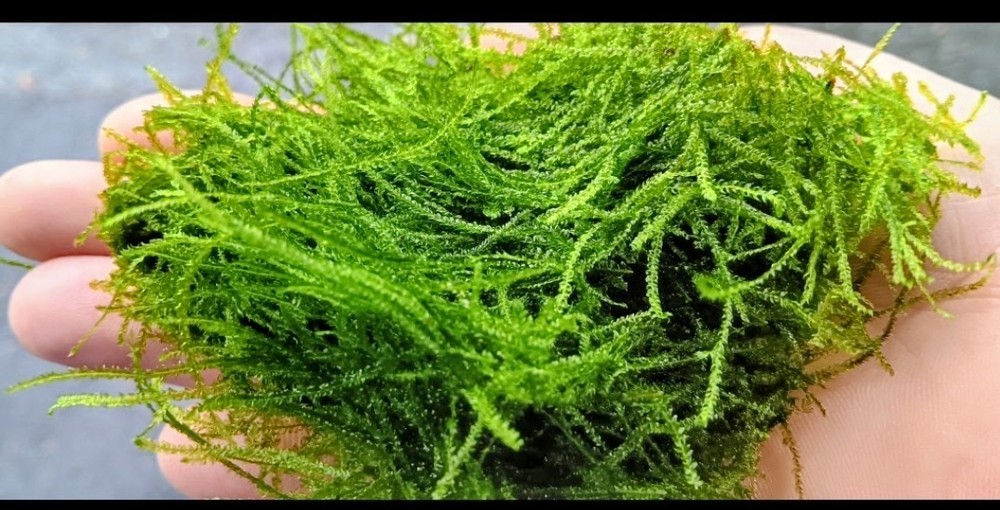 Pest Free Java Moss