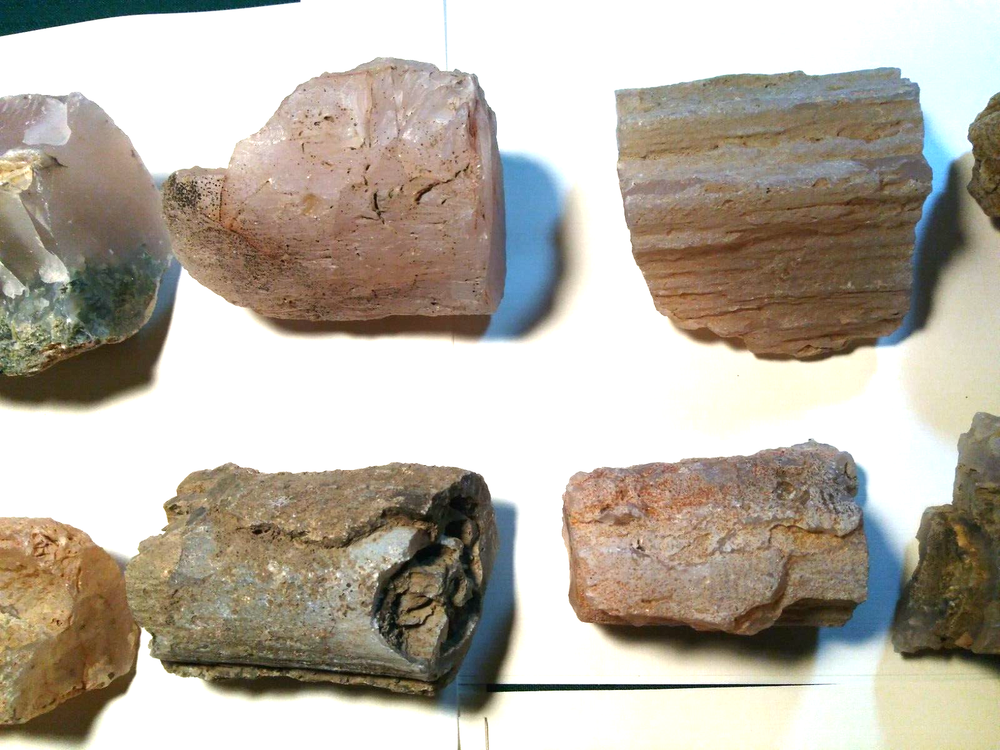 Petrified Wood Limb Casts- Over 10-1/4 lbs.