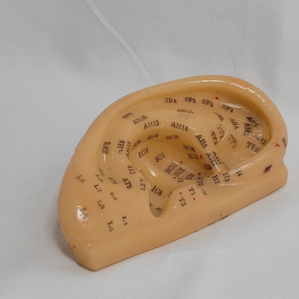 Professional Human Ear Acupuncture Points Model Anatomical Figure