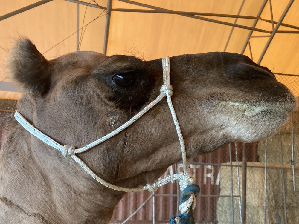 Rope Halter Camel, size Average Camel🐪, Strong Rope