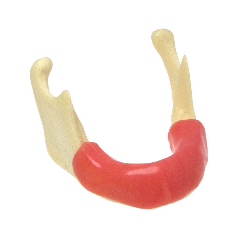 Dental Implant Practice Model, Lower Jaw Drilling, Maxillary Sinus Lifting Type