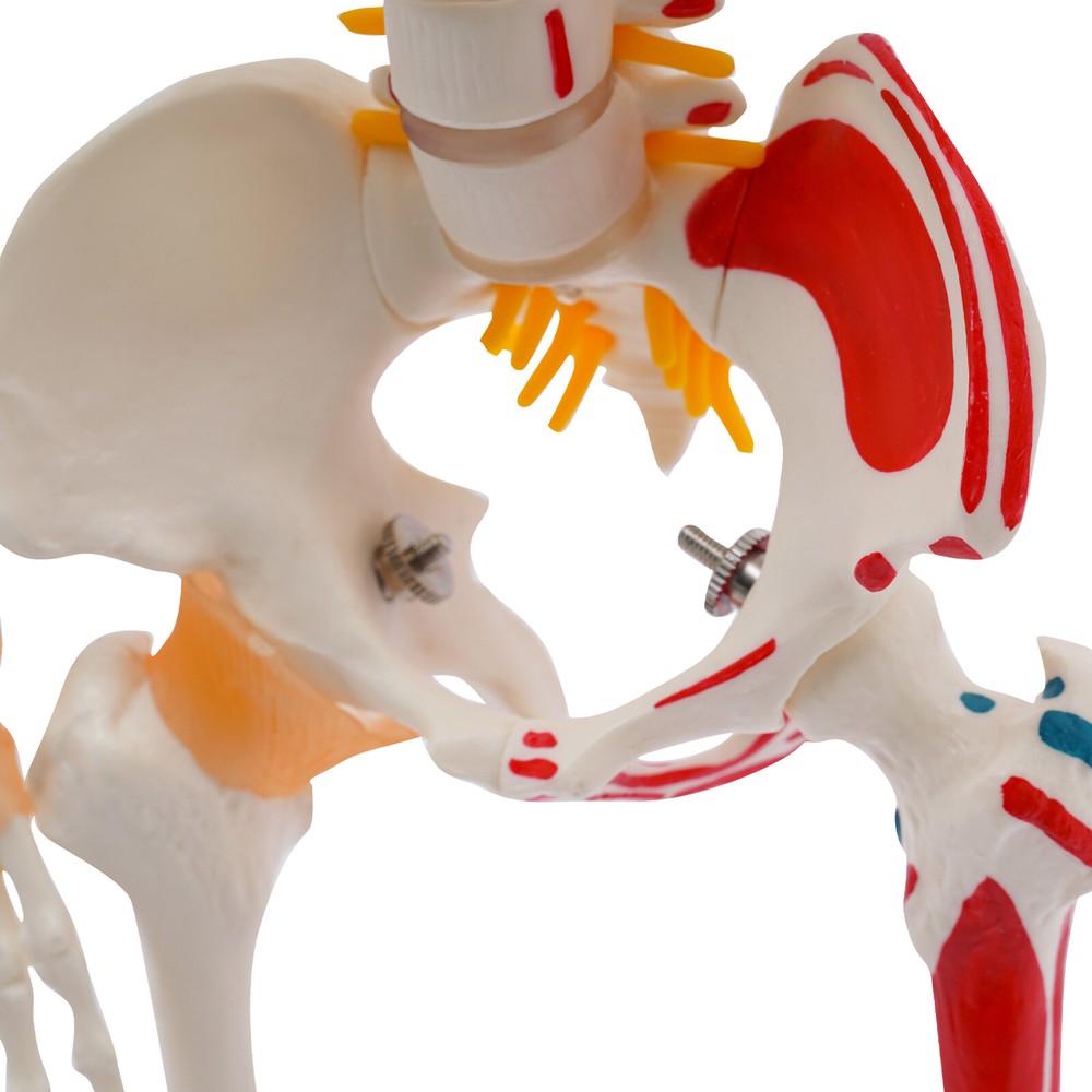 NEW 34" Modern Hanging Style Human Skeleton Model Includes Joint Ligaments White