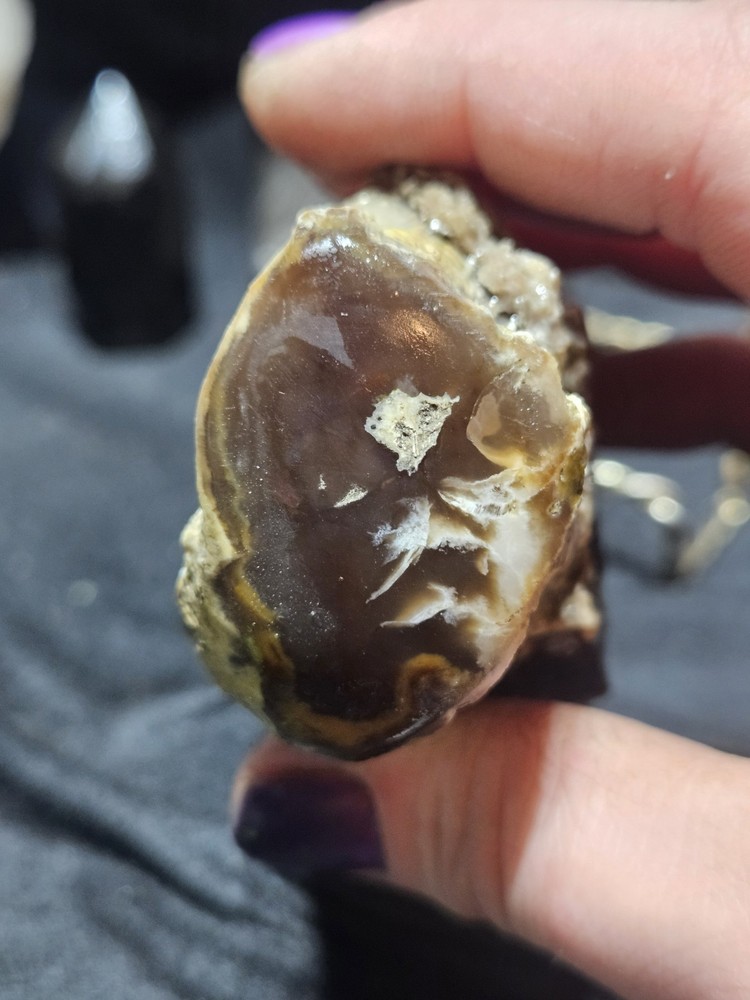 Petrified Limb Polished Specimen (7.8oz)