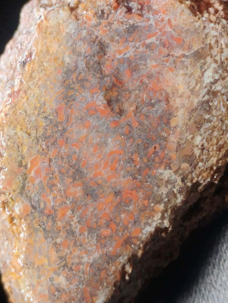 Small Beautiful Agitized Dino Bone