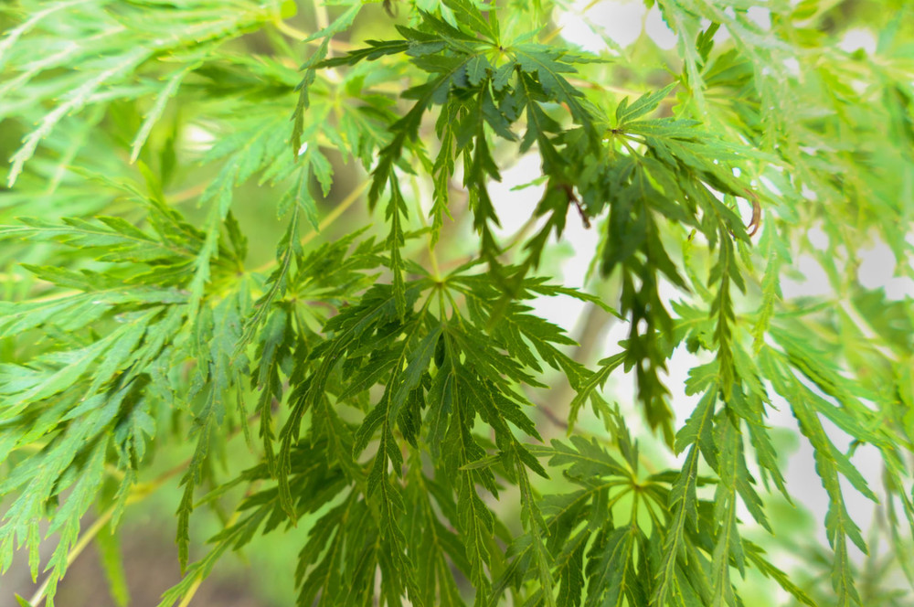Acer palmatum 'Viridis' 2-3' Japanese Maple ***LIVE***