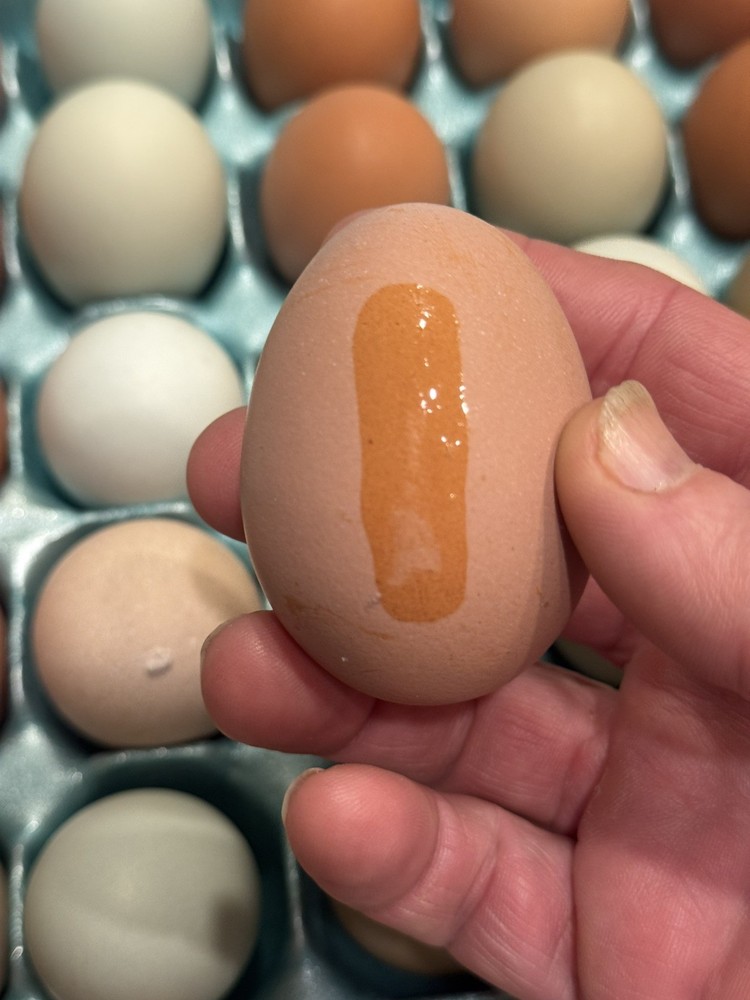 Silverudd Splash and Blue Roosters x Olive/Easter Eggers 12 + 2