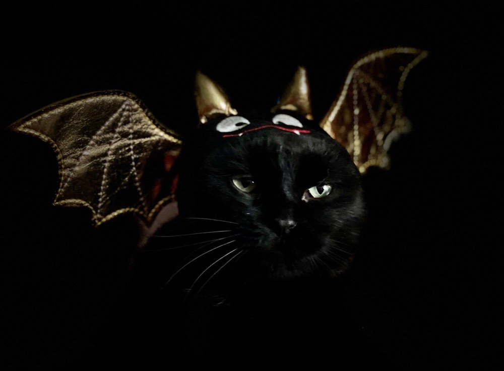 CAT COSTUME BAT VAMPIRE HAT