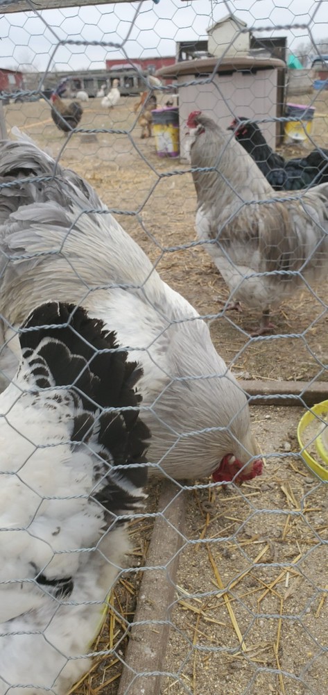 Self Blue Light Columbia Brahma Hatching Eggs 6+