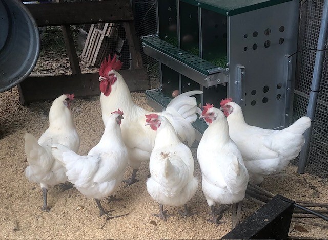 12+  White American Bresse Hatching Eggs