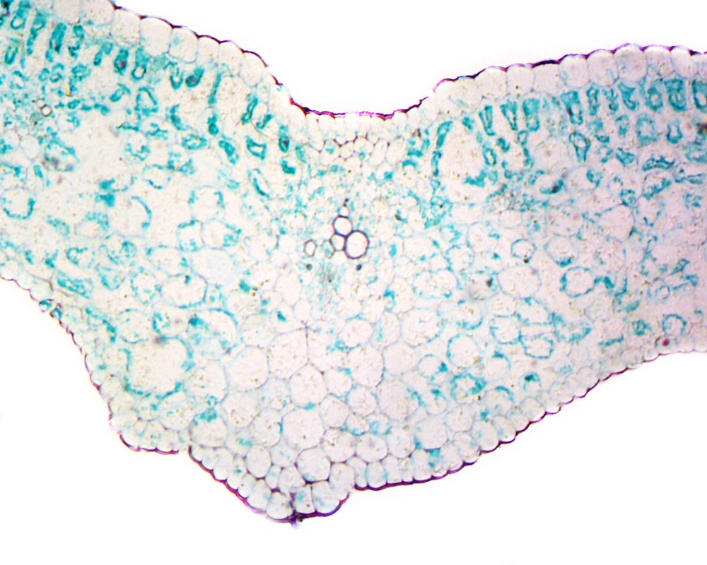 Lilium Leaf; Cross Section