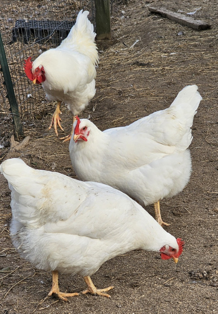 12 Rhode Island White Hatching Eggs