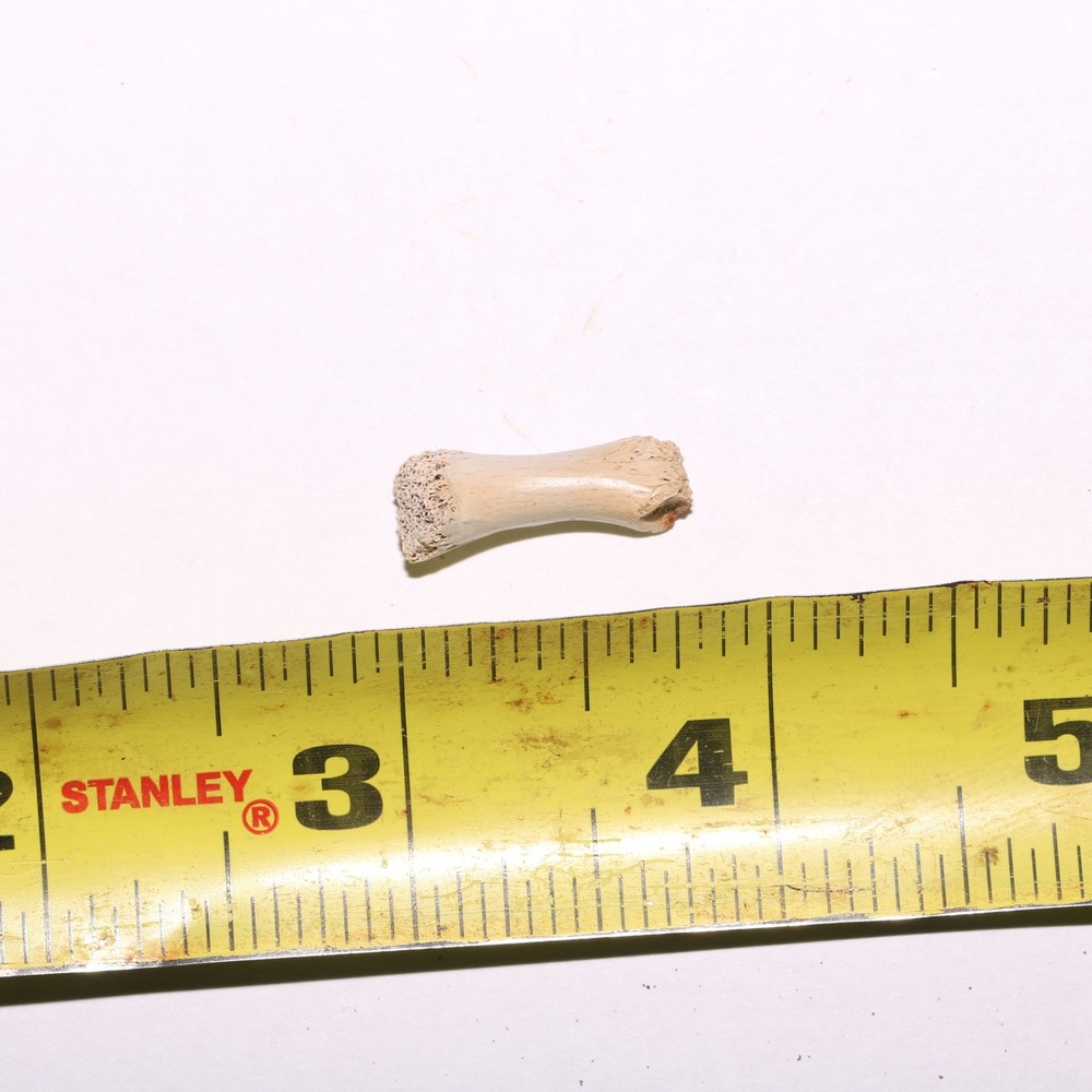 Dinosaur Age Bone Fossil - Very Nice Specimen - Cretaceous Hell Creek Formation