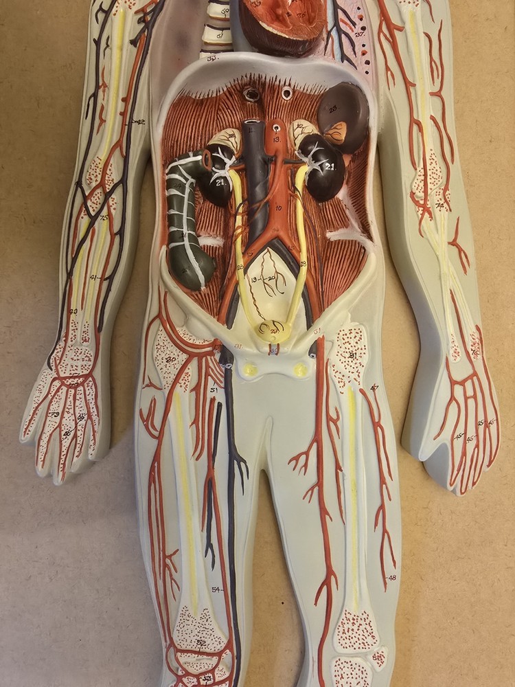 Labs Model, Human Circulatory System, Half-Size, Eisco Labs AM0322AS