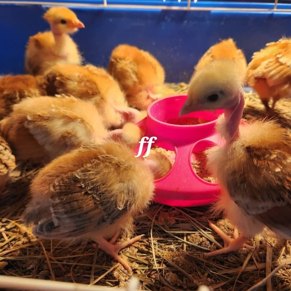 18 Nacked Neck Chicken Hatching Eggs