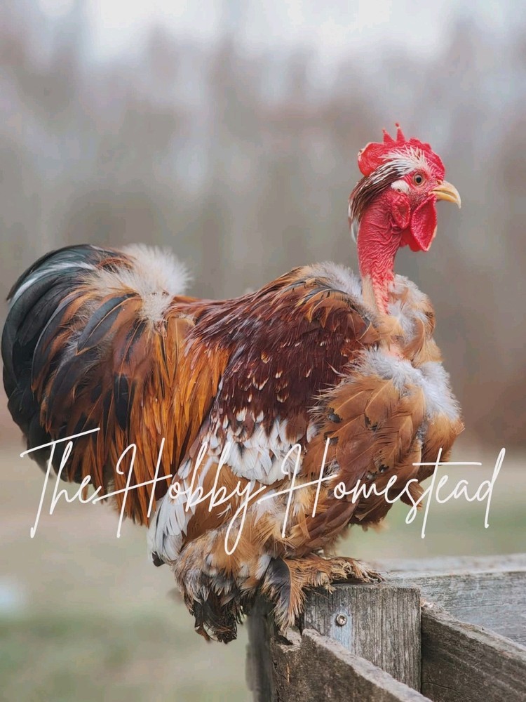 6 Calico Cochin Bantam Hatching Eggs