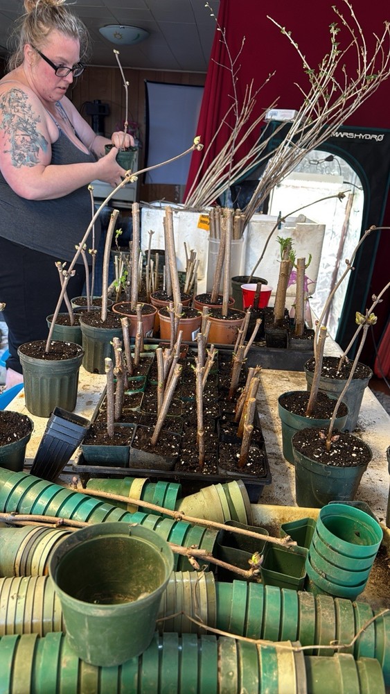 Rooted Champagne Currants