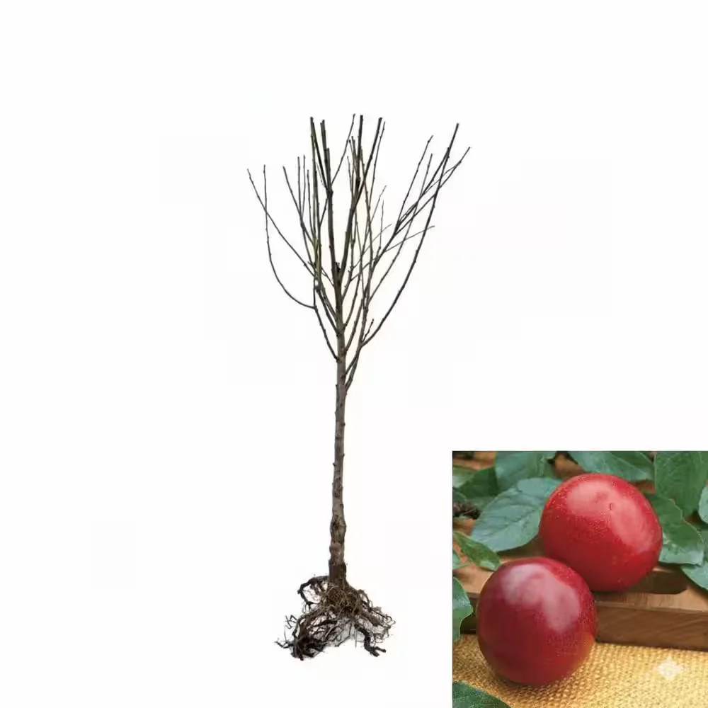 Online Orchards Dwarf Santa Rosa Plum Tree Bare Root Fruit Tree FTPL003