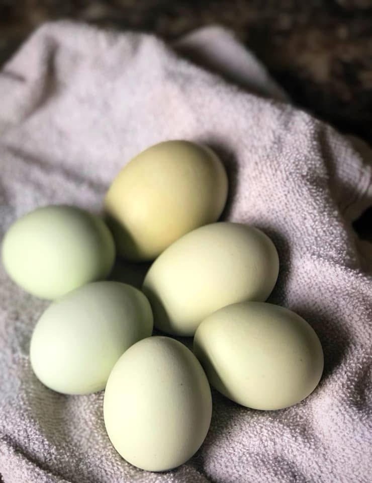 18 Olive Egger Hatching Eggs