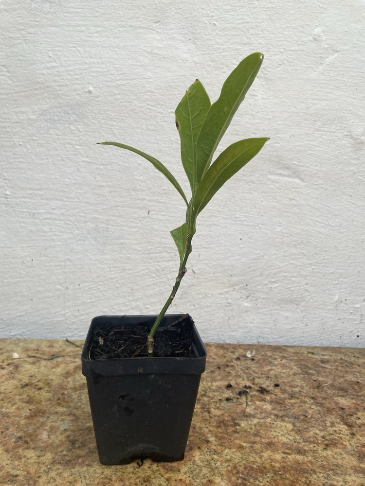 Coco Magnolia live plant