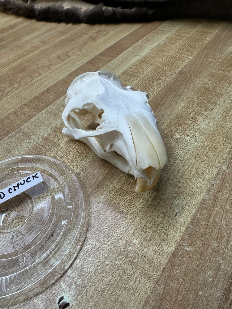 Real Bone Ground Hog ( Woodchuck ) Skull