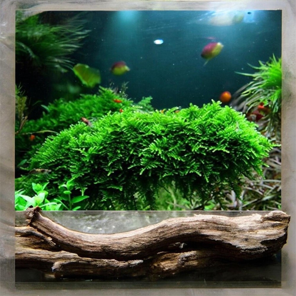 Shrimp Plant Starter Bundle - Live Aquarium Plants - Beginner Shrimp Bundle