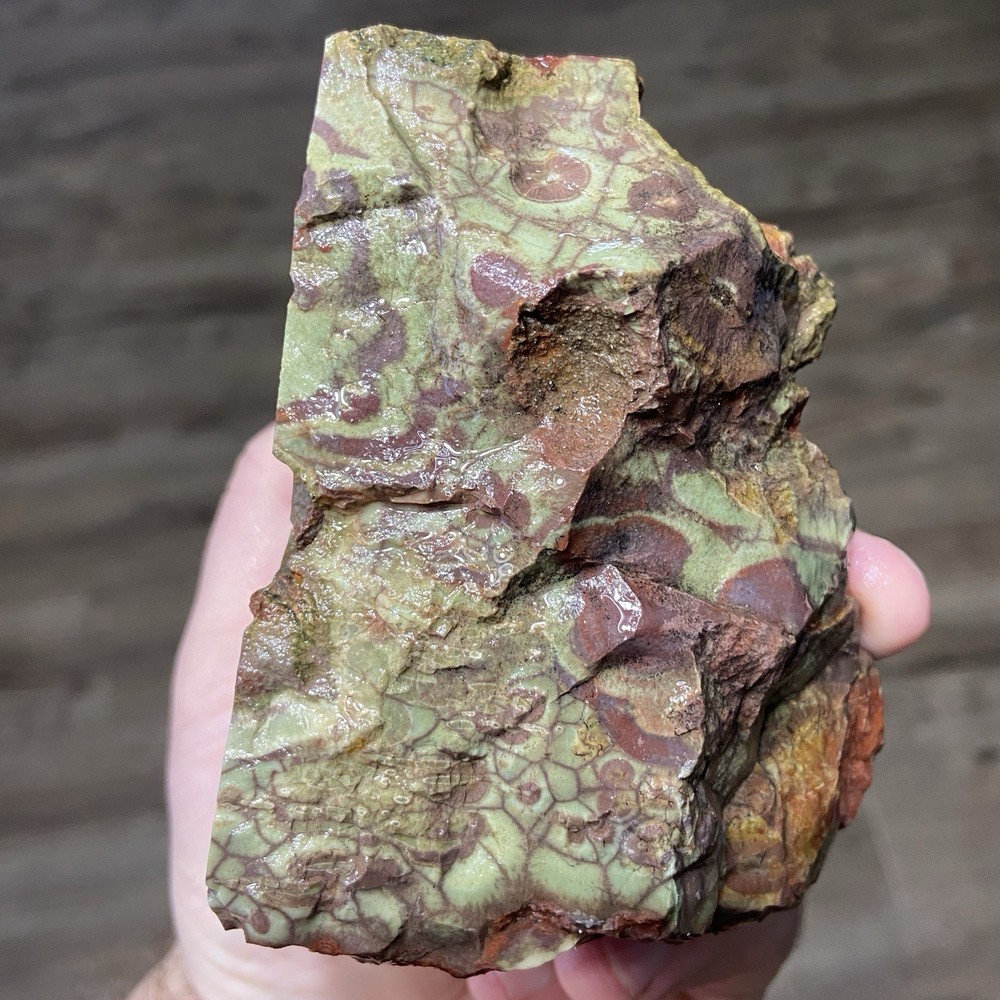 Mushroom Spiderweb Jasper Vibrant Lapidary Rough 2 Pounds!