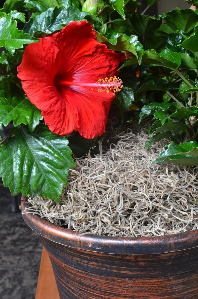 Spanish Moss, 250 Cubic Inches