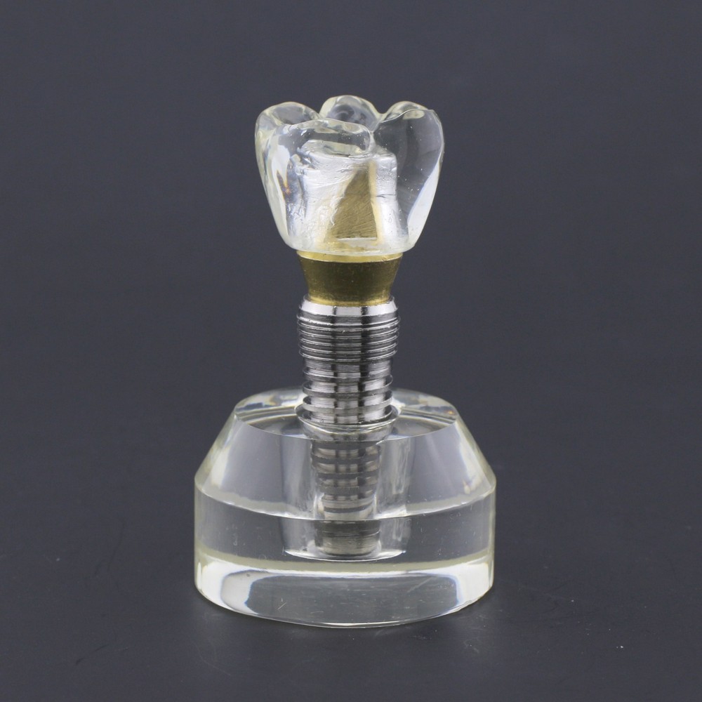 Dental Implant Typodont Teeth Study Model Arcylic Single Tooth Crown Base #2020