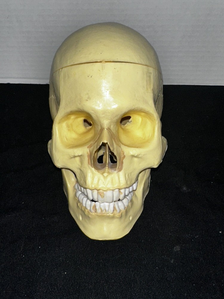 Class Room Study Life Size human cranium/skull model 3 pieces
